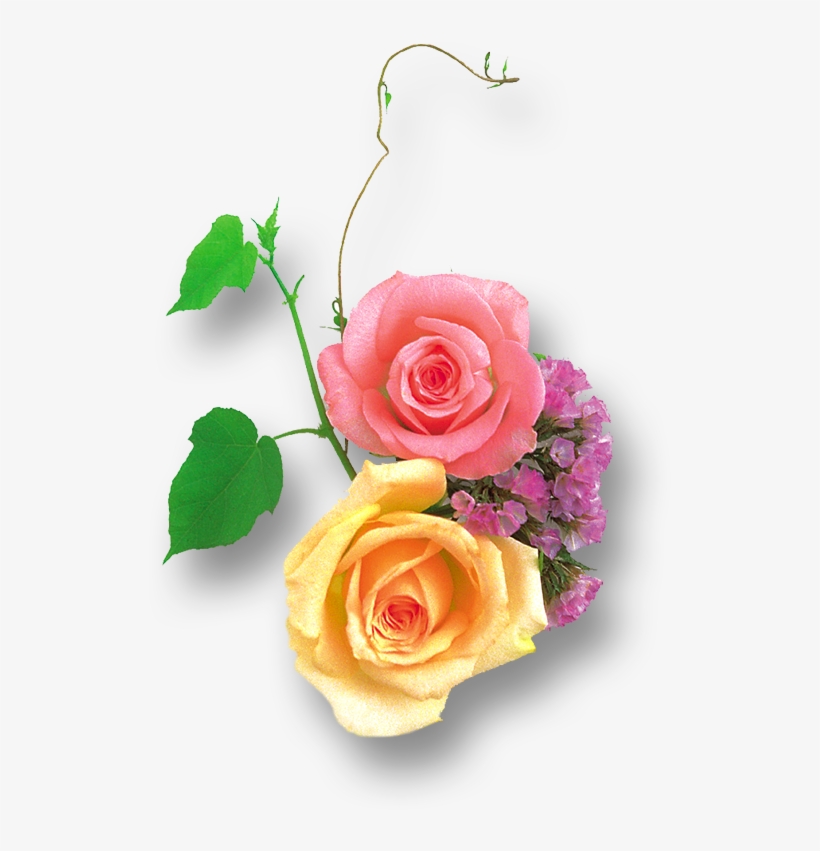 Rose Png Hd Transpa Images Free - Pink Light Rose Png, transparent png download