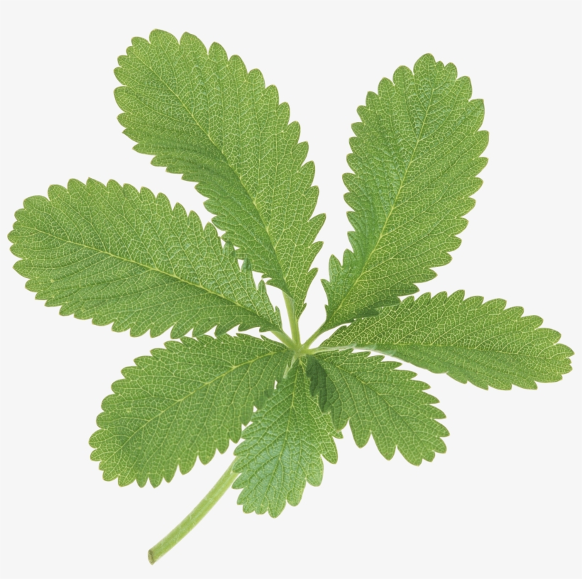 Large Green Leaves - Clip Art, transparent png download