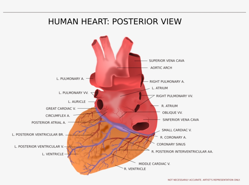This Free Icons Png Design Of Human Heart Posterior, transparent png download