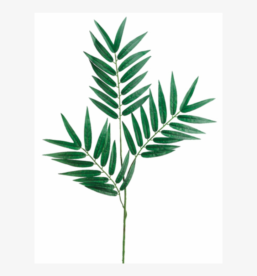 28" Phoenix Palm Branch X3 With 39 Leaves - Silk Plants Direct Phoenix Palm Branch - Green - Pack, transparent png download