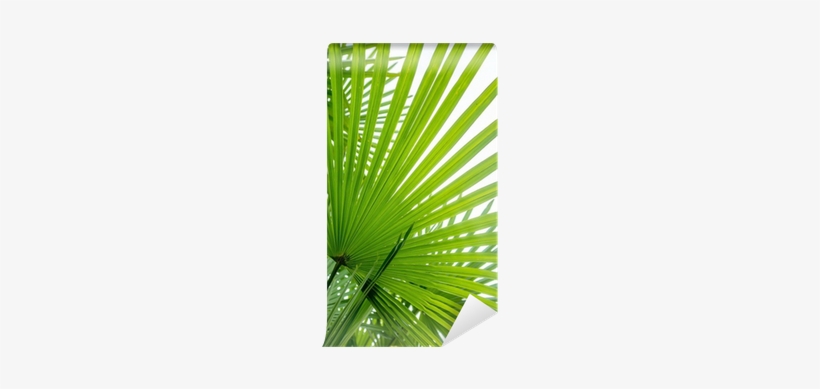 Palm Branch On A White Background Wall Mural • Pixers® - Hosanna In The Highest! Bright Palms (mark 11:10) Bulletins,, transparent png download