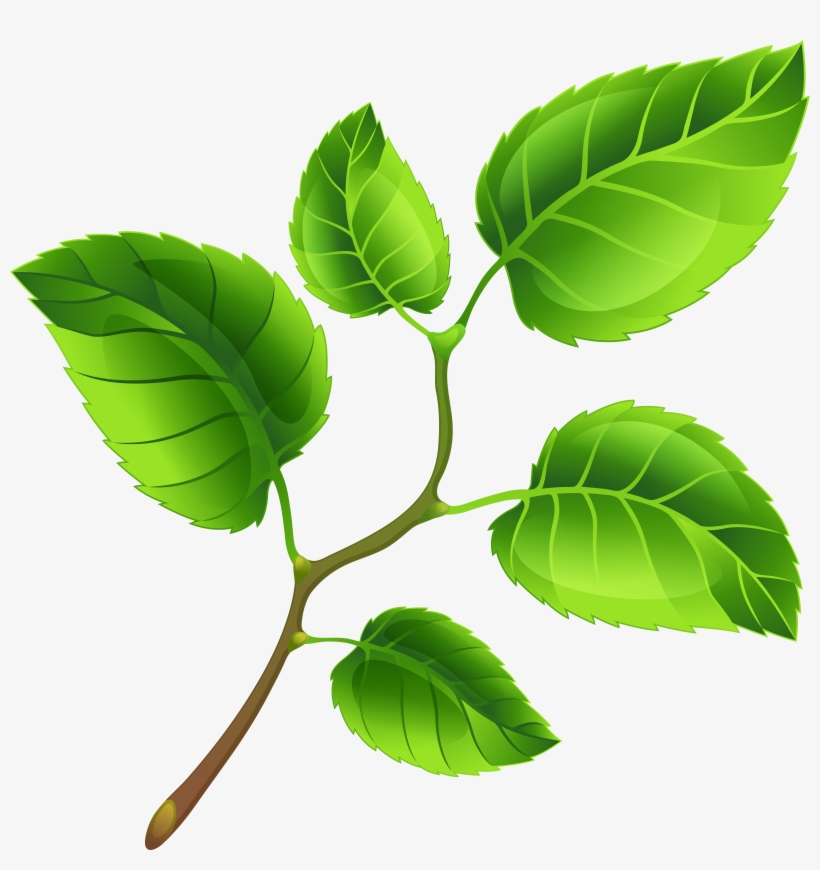 Spring Branch Png Clip Art Image, transparent png download