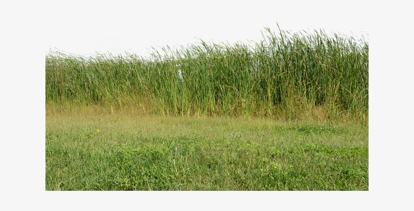 Nature, transparent png download