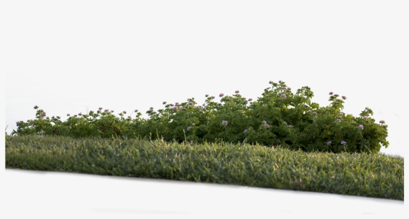 Shrub, transparent png download