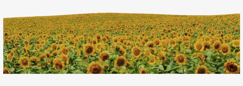 Flower Field Png - Sunflowers Png, transparent png download