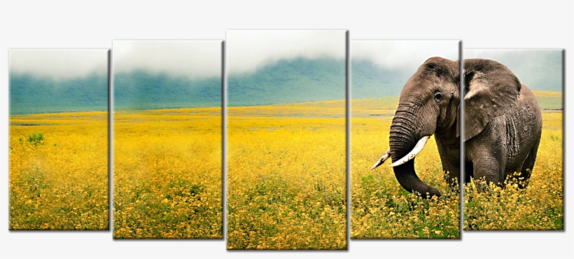 African Landscape & Wildlife Canvas - Photographer Of The Year 2010, transparent png download