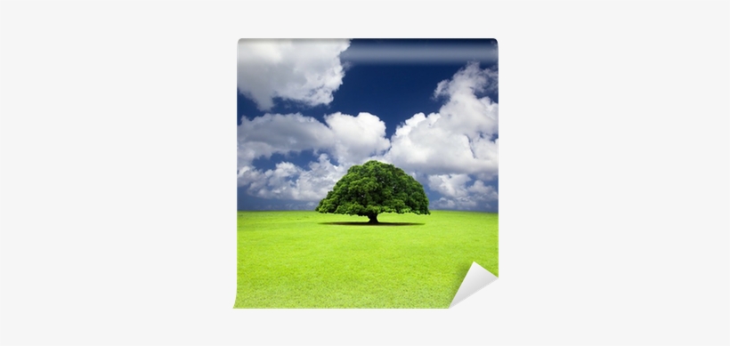 Single Old Tree On The Grass Field Wall Mural • Pixers® - Climate Change: Biological And Human Aspects, 2 Ed., transparent png download