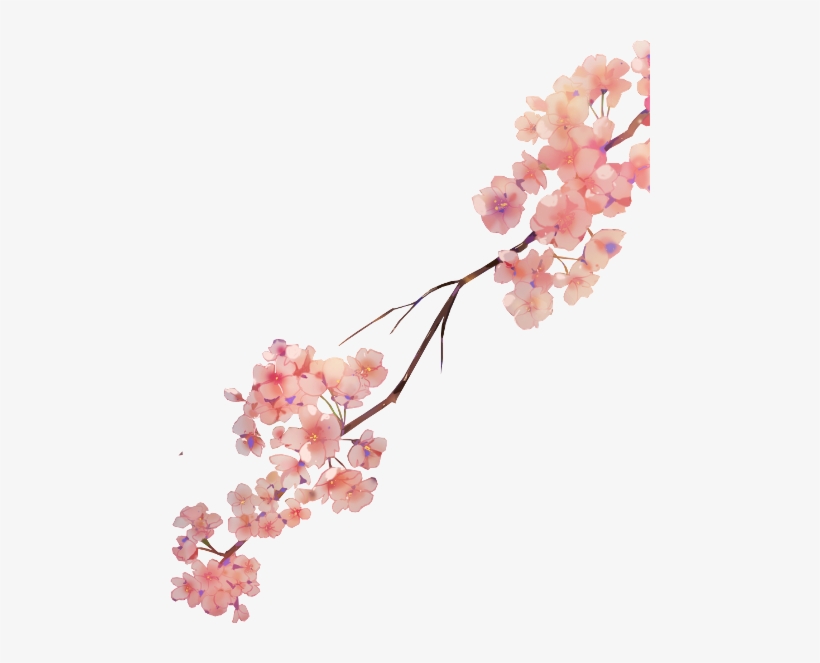 Cherry Blossom, transparent png download