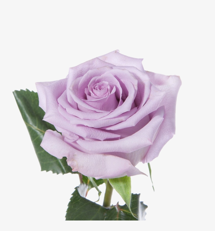 There Are A Few Rose Bushes On My Block - Ocean Song Rose, transparent png download