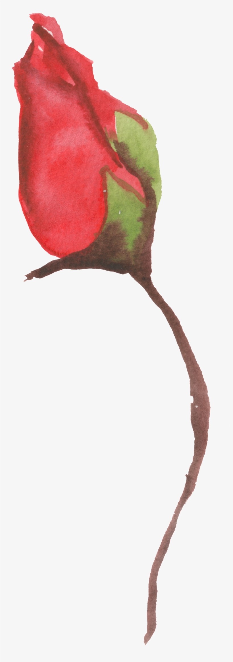 Romantic And Ambiguous To Put Roses Transparent Decorative - Watercolor Painting, transparent png download