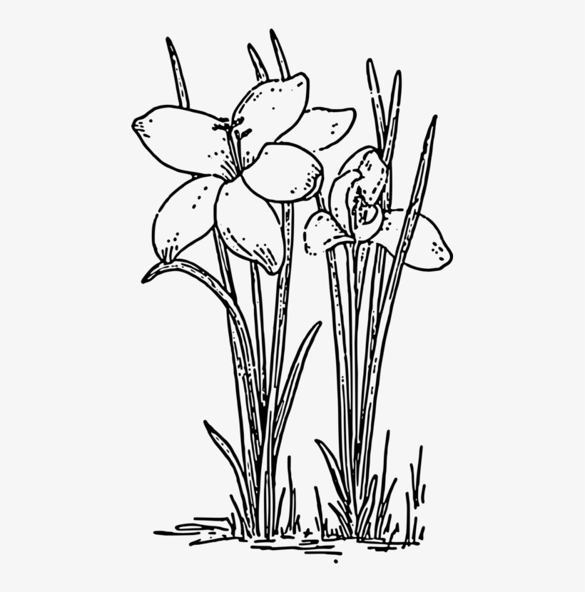 Flowering Plant Rose Plants Autumn Crocus - Flower Plants Images Black And White, transparent png download