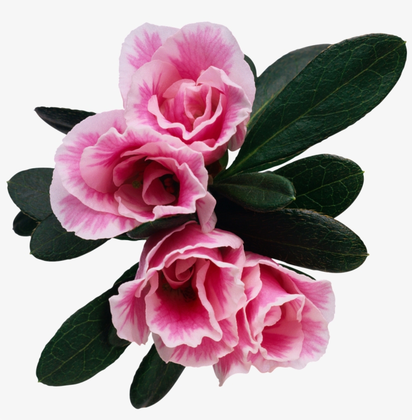Flower Floral Rosebush - (16+)синдром Пустого Гнезда. Роман, transparent png download