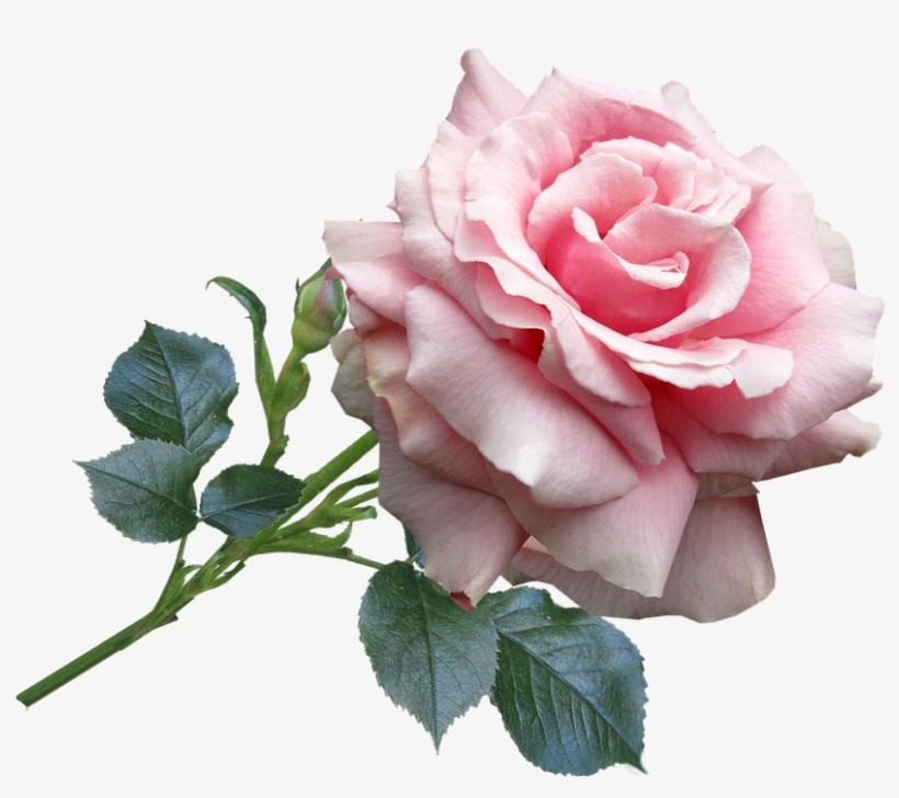 Rose, Pink, Garden, Flower - Flower, transparent png download