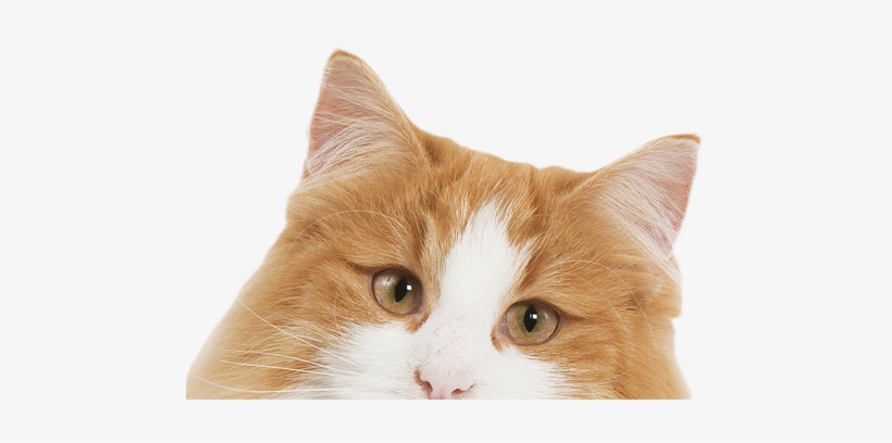 Rsvp And Get Your Tickets Here - Shopping, transparent png download