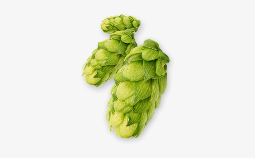 Hop-centennial - Hop Png, transparent png download