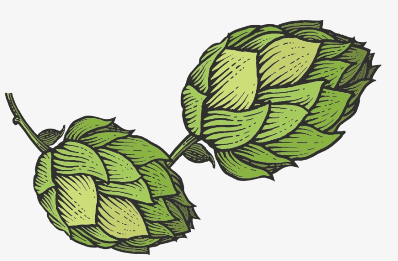 Tastings And Events - Hop Sketch, transparent png download