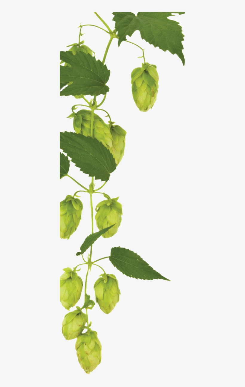 Hops On Tap - Stock Photography, transparent png download