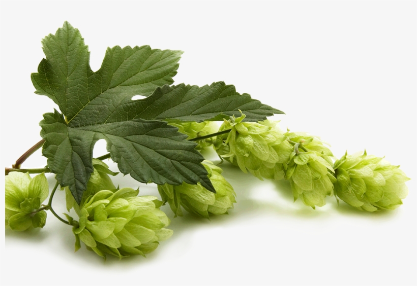 53040c37619d1379690000c6 Hop-leaf - Beer Hops, transparent png download