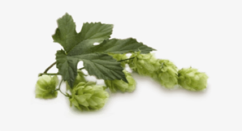 Selection - Beer Hops Transparent, transparent png download
