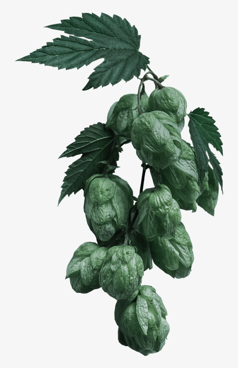 Home Craftbeer Slider Hops - Zellajake Common Hops (100 Thru 1/4lb Seeds) Humulus, transparent png download