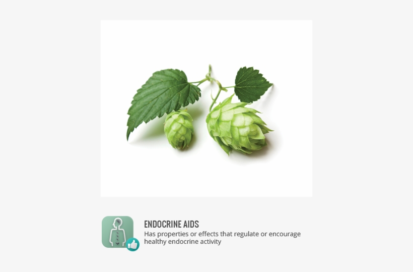Tags - - Cooking With Belgian Beers: Great Recipes Flavoured, transparent png download