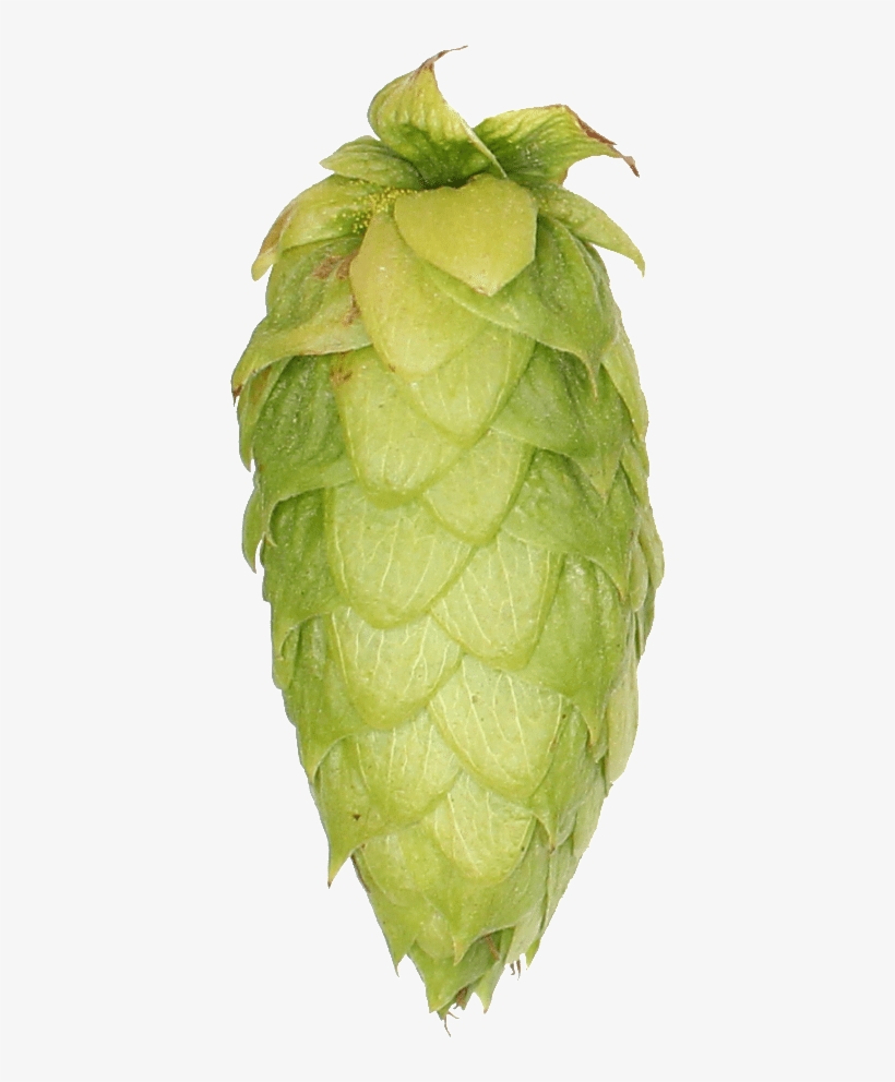 Beer, transparent png download