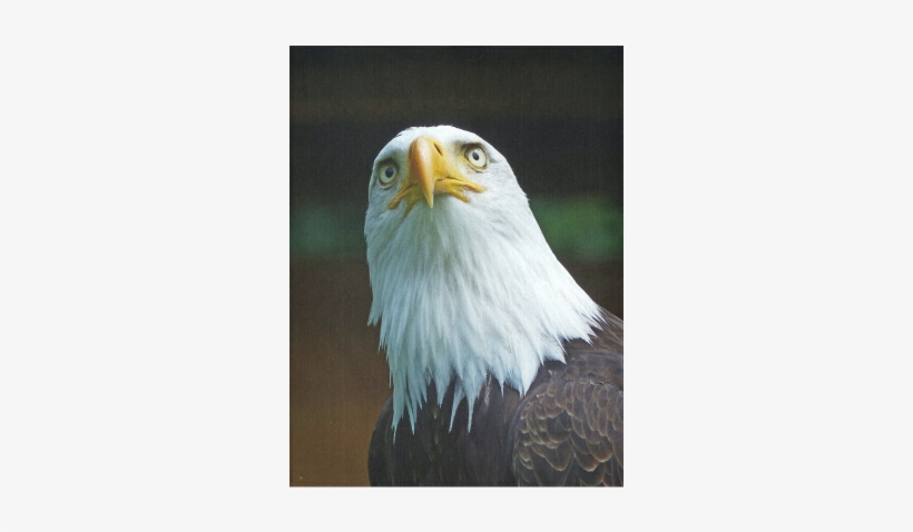 American Bald Eagle Head 001 01 Cotton Linen Wall Tapestry - Amerikanischer Weißkopfseeadler-kopf Karte, transparent png download