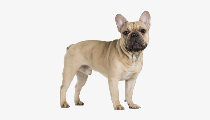 The French Bulldog Is A Small, Hefty Breed - French Bulldog Png File, transparent png download