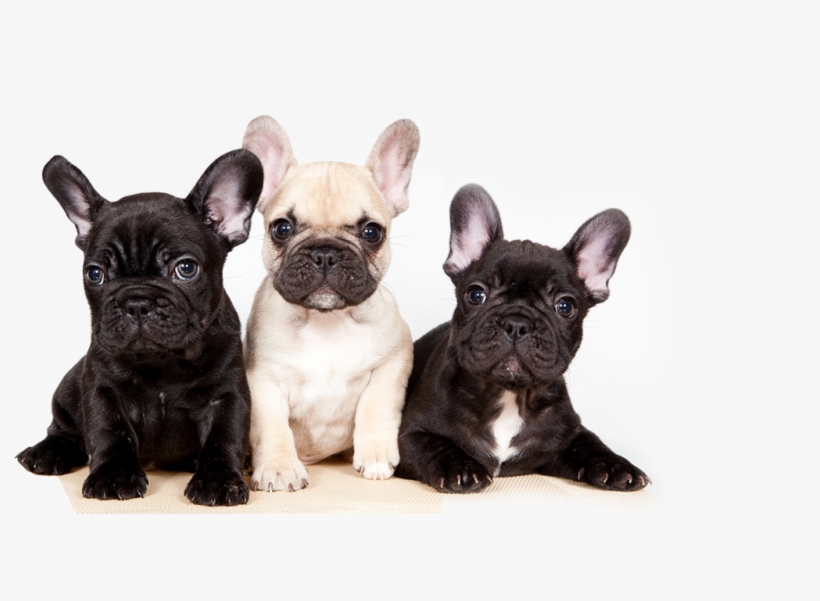 Scroll Down - Cachorros Bulldog Frances, transparent png download