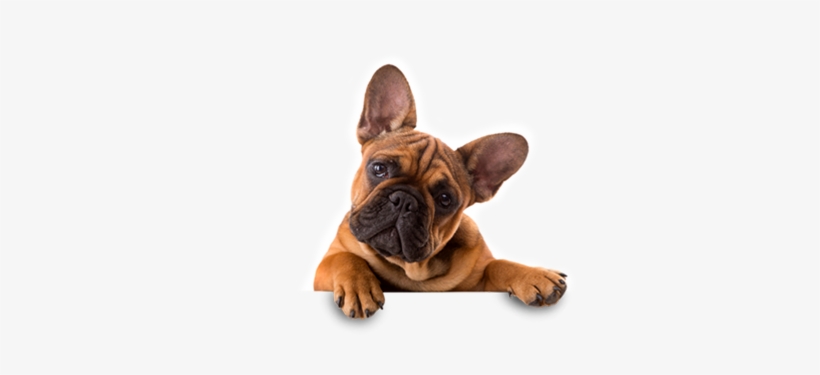 Michele Was Amazing And Her Dogs Are The Best - Wallmonkeys Wall Decals Wallmonkeys Wm359930 French, transparent png download