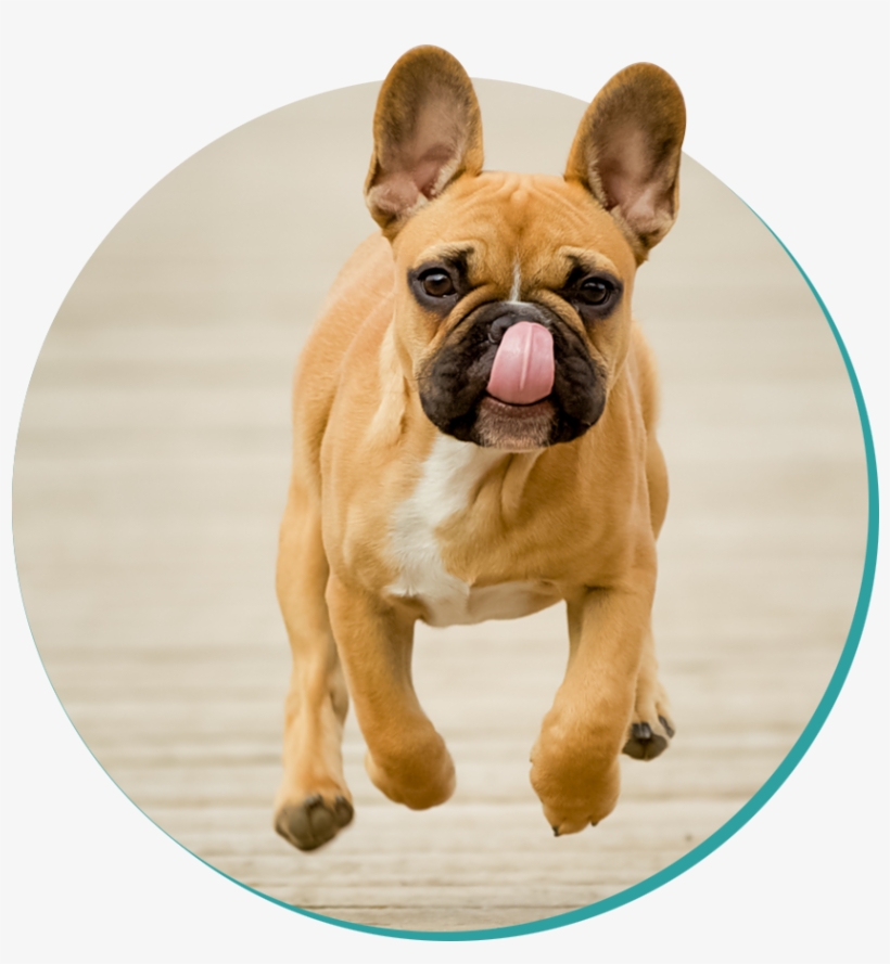 Picture - French Bulldog, transparent png download