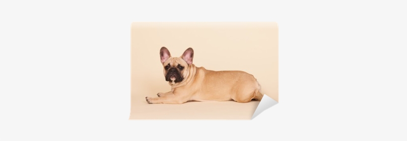 French Bulldog, transparent png download