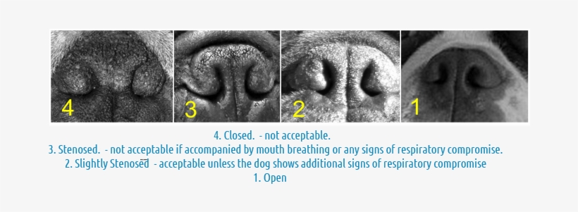 French - French Bulldog Normal Nose, transparent png download