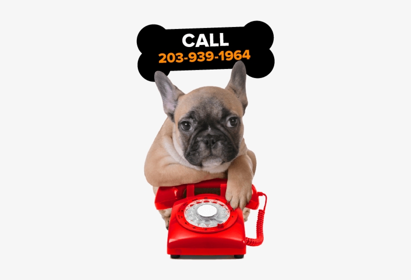 Buy A Bullgog Puppy In Ct - Dog, transparent png download