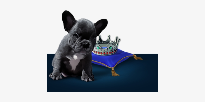 Happy Healthy Blue French Bulldog Puppies Girl Who Wanted To Become A Princess Transparent Png 444x338 Free Download On Nicepng