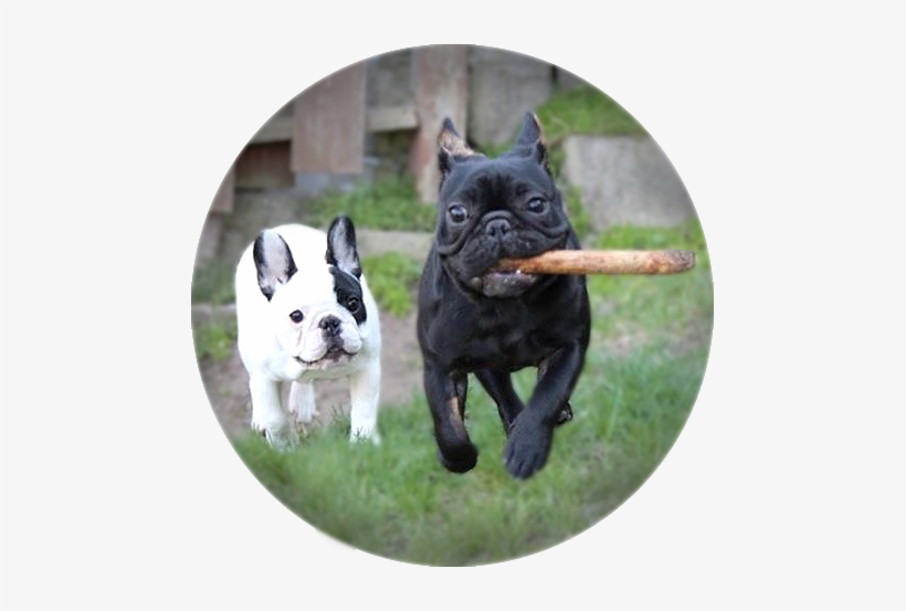 Happy French Bulldog Running - French Bulldog, transparent png download