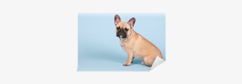 French Bulldog, transparent png download