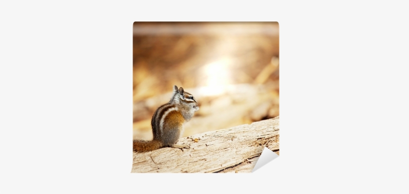 Chipmunk, transparent png download