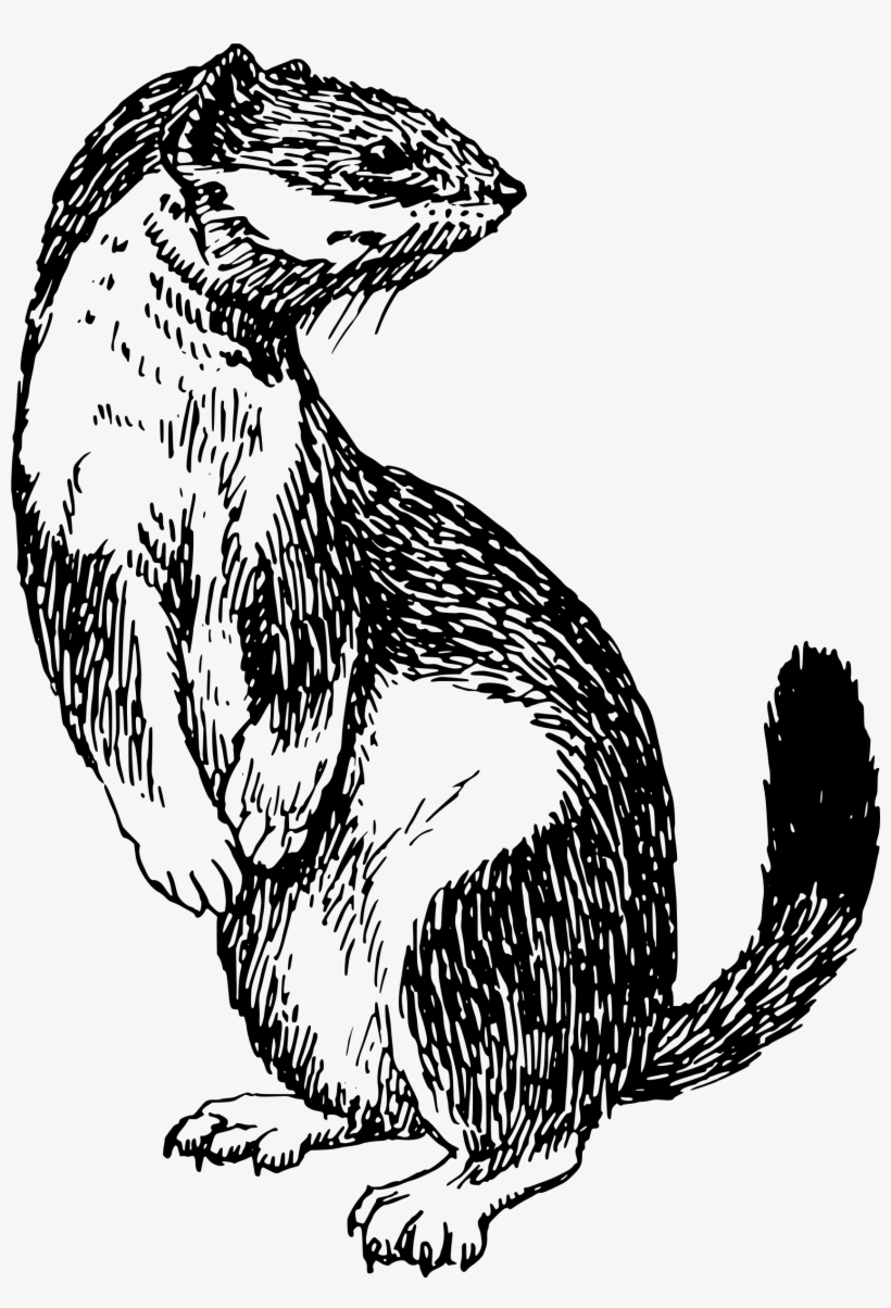 Png Library Library Stoat Big Image Png - Clip Art, transparent png download