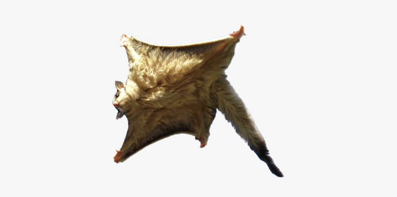 Flying Squirrel Png - Southern Flying Squirrel Png, transparent png download