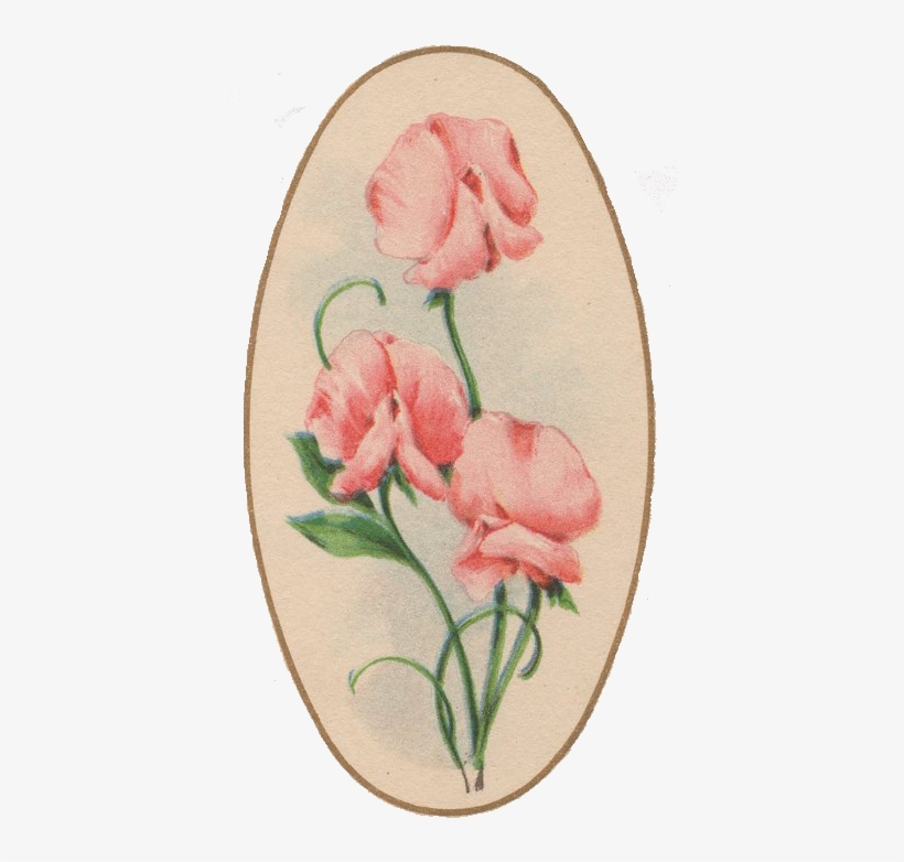 Sweet Pea Vintage Free Png Image - Vintage Sweet Pea, transparent png download