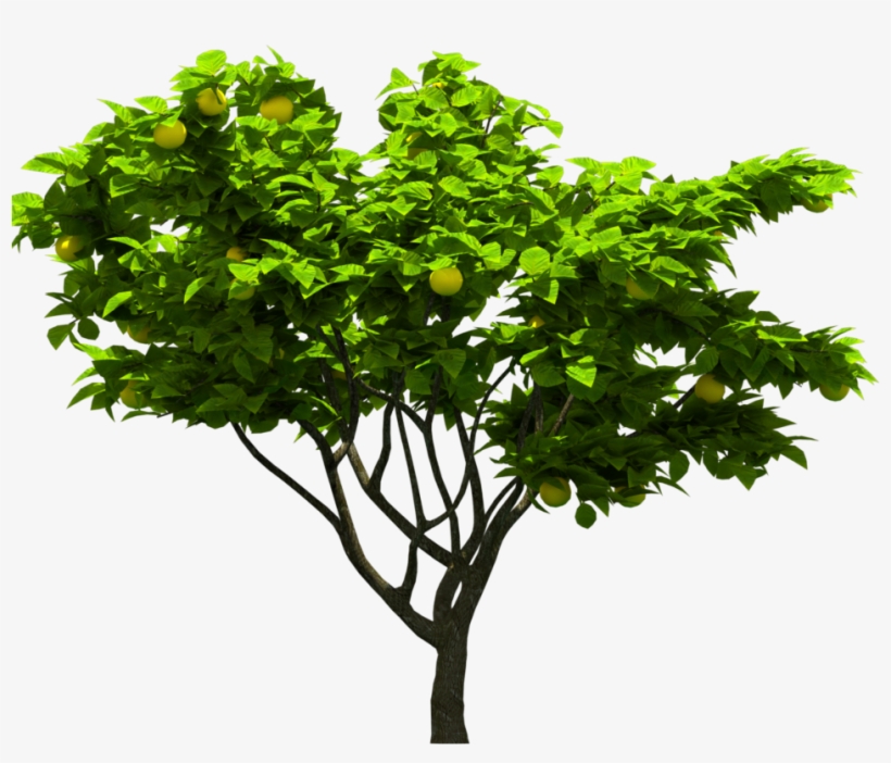 Tree Png Download - Tree, transparent png download