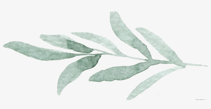 1478195179-leaves2 Copy - Hazel Alder, transparent png download