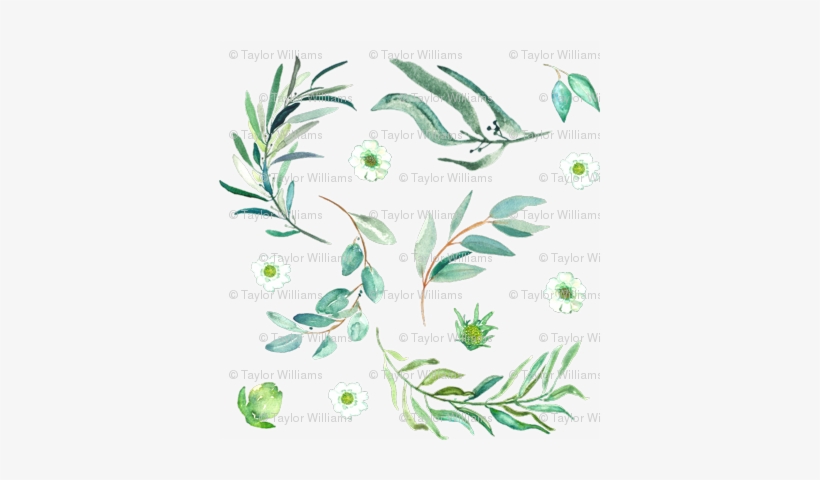 Eucalyptus Sprigs - Gum Trees, transparent png download