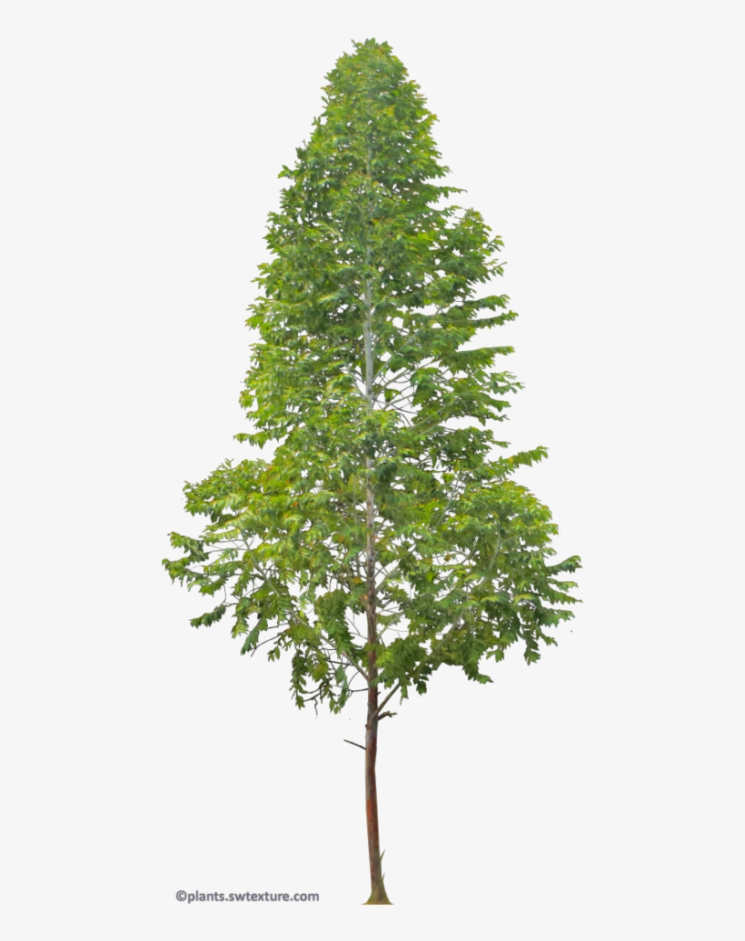 Eucalyptus Deglupta - Transparent Background Tree Png, transparent png download