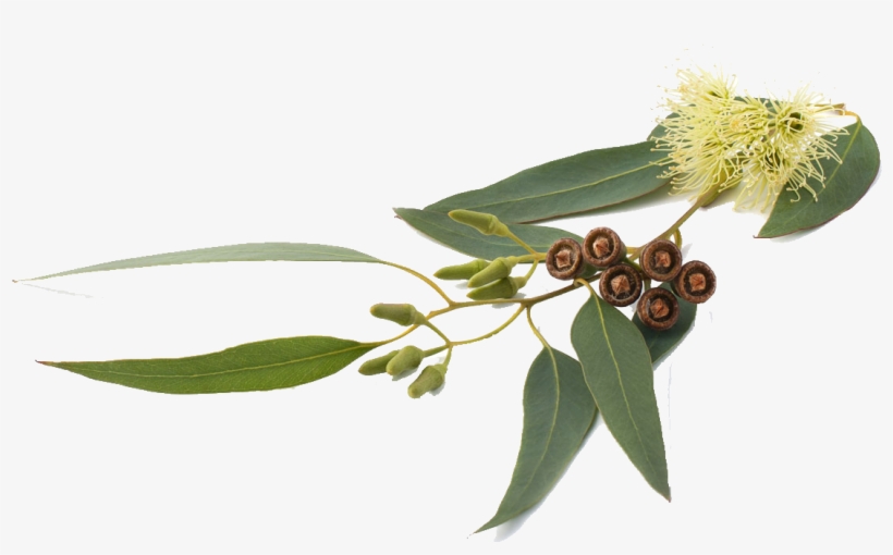 Organic Eucalyptus - Eucalyptus Globulus, transparent png download