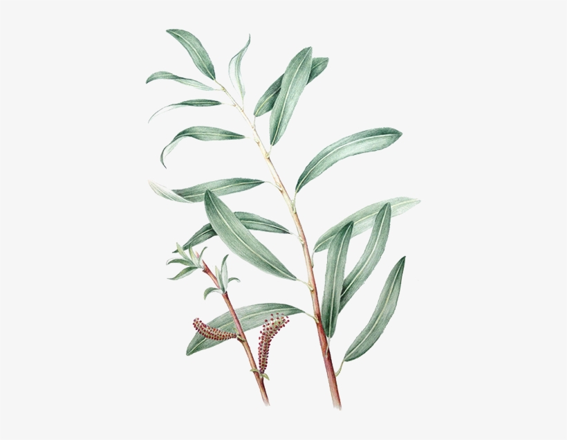 Epidendrum, transparent png download