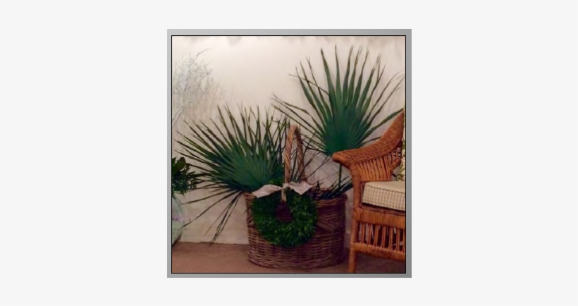 Palm Trees, transparent png download