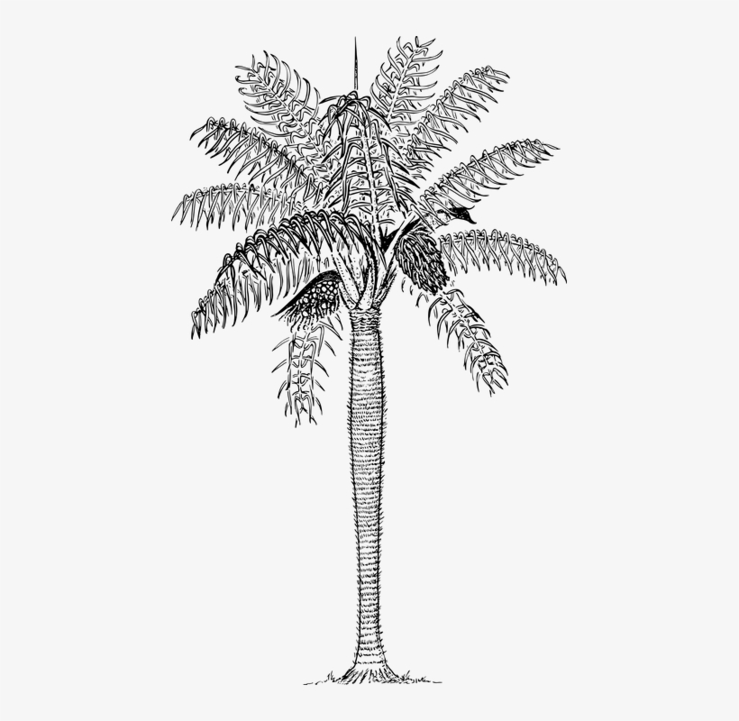 Grugru Palm, Macaw Palm, Palm, Plant, Prickly Palm - 1s Tee Prickly Palm, transparent png download