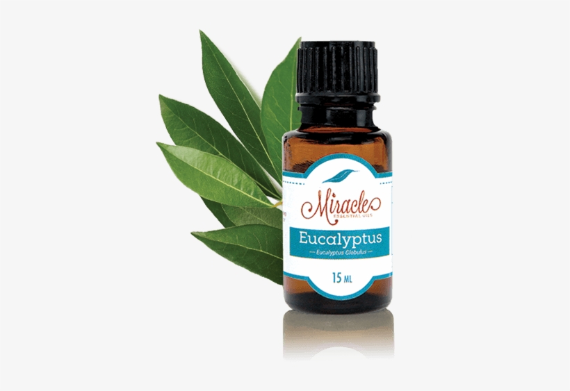 Store Eucalyptus Miracle Essential Oils - Immunity Essential Oil Blend - Miracle Essential Oils, transparent png download